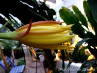 Epiphyllum hybrid gul